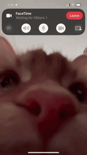 A Phone Screen Shows A Facetime Call With A Person Waiting For Others GIF