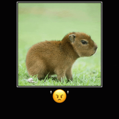 A Picture Of A Baby Capybara With An Angry Face On It GIF