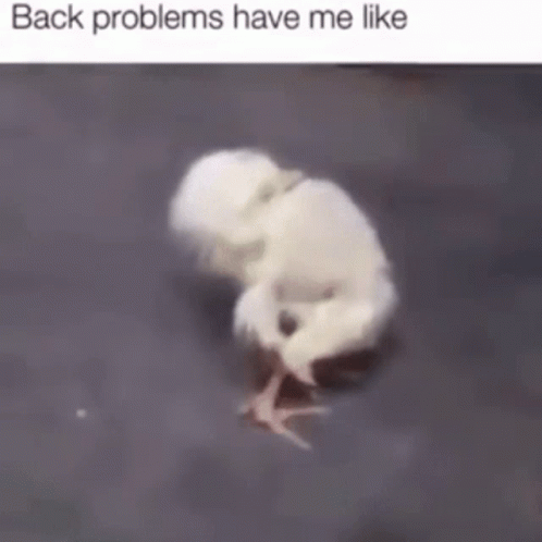 A Picture Of A Baby Chicken With The Words Back Problems Have Me Like On The Bottom GIF