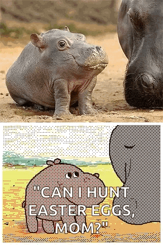 A Picture Of A Baby Hippo And A Picture Of An Elephant With The Words " Can I Hunt Easter Eggs Mom " GIF