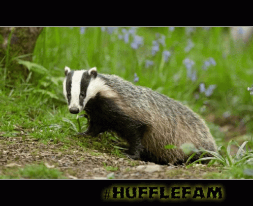Badger With #Hufflefam Text GIF