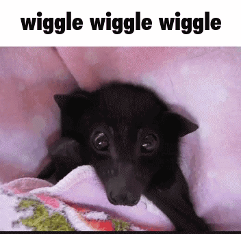 A Picture Of A Bat With The Words Wiggle Wiggle Wiggle On The Bottom GIF