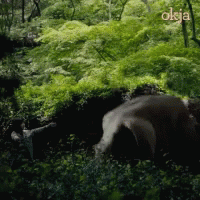 A Picture Of A Bear In The Woods With The Word Okja On The Bottom Right GIF