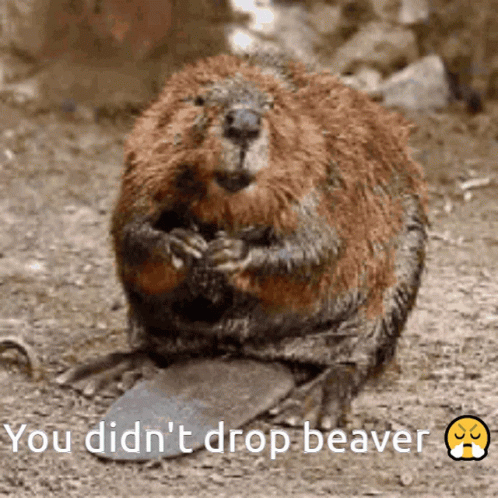 a picture of a beaver with the words " you did n't drop beaver " next to it