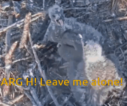 A Picture Of A Bird In A Nest With The Words " Arg Hi Leave Me Alone " GIF