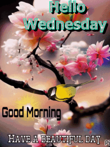 A Picture Of A Bird On A Branch With The Words Hello Wednesday GIF