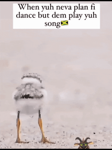 A Picture Of A Bird With A Caption That Says When Yuh Neva Plan Fi Dance But Dem Play Yuh Song GIF