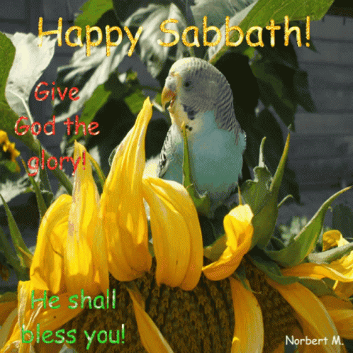 A Picture Of A Bird With The Words Happy Sabbath Written On It GIF