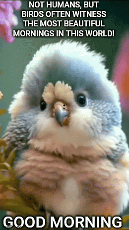 A Picture Of A Bird With The Words " Not Humans But Birds Often Witness The Most Beautiful Mornings In This World ! " GIF