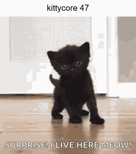 A Picture Of A Black Kitten With The Words Surprise I Live Here Meow On It GIF