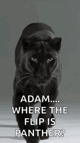 A Picture Of A Black Panther With The Caption " Adam ... Where The Flip Is Panther ? " GIF
