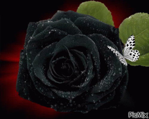 A Picture Of A Black Rose With A White Butterfly On It GIF
