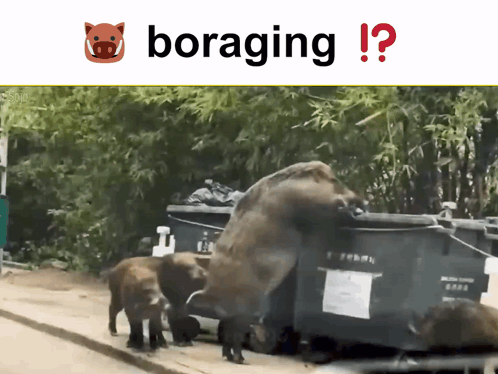 A Picture Of A Boar And The Word Boraging On The Bottom GIF