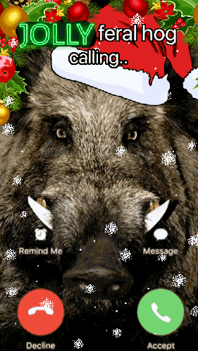 A Picture Of A Boar Wearing A Santa Hat With The Words Jolly Feral Hog Calling Below It GIF