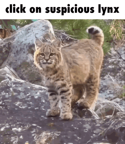 A Picture Of A Bobcat With The Words Click On Suspicious Lynx Above It GIF