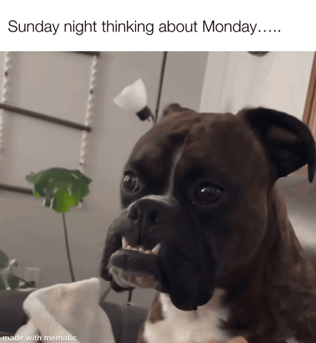 A Picture Of A Boxer Dog With The Caption Sunday Night Thinking About Monday GIF