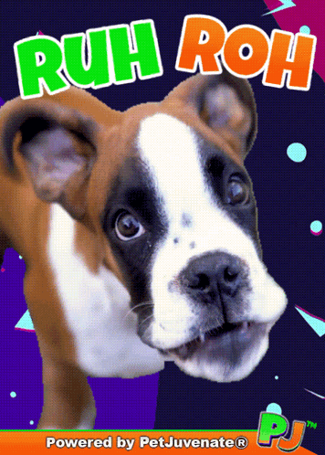A Picture Of A Boxer Dog With The Words Ruh Roh On It GIF