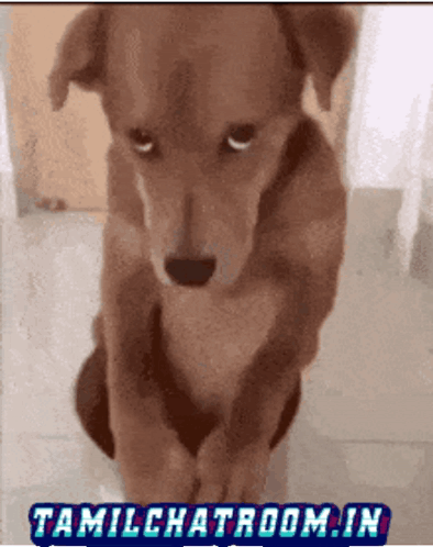 A Picture Of A Brown Dog With Tamilchatroom.in Written On It GIF