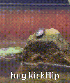 A Picture Of A Bug On A Rock With The Words Bug Kickflip Below It GIF