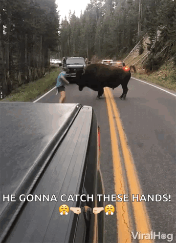 A Picture Of A Bull Walking Down A Road With The Caption He Gonna Catch These Hands GIF