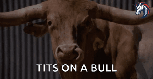 A Picture Of A Bull With The Words Tits On A Bull Above It GIF