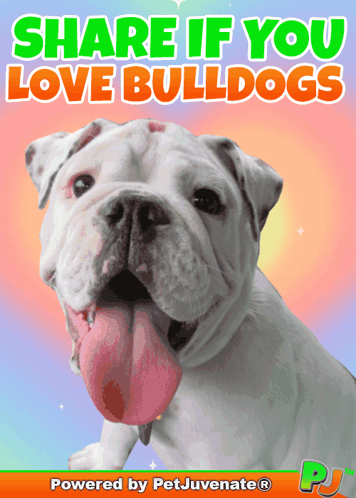 A Picture Of A Bulldog With The Words Share If You Love Bulldogs GIF