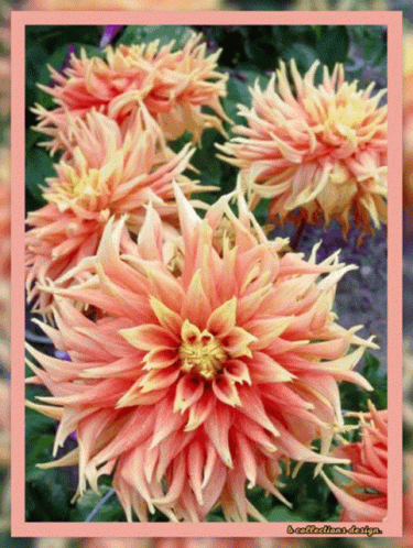 A Picture Of A Bunch Of Pink And Yellow Flowers With A Pink Border GIF