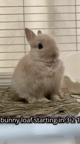 A Picture Of A Bunny Loaf Sitting In A Cage With The Caption " Bunny Loaf Starting In 321 " GIF