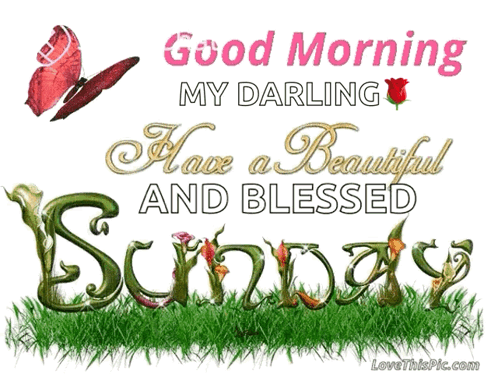 A Picture Of A Butterfly And The Words " Good Morning My Darling " GIF