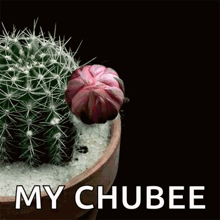 A Picture Of A Cactus With A Pink Flower And The Words My Chubee GIF