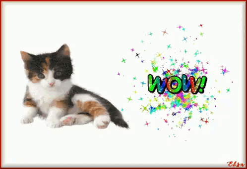 A Picture Of A Calico Kitten With The Word Wow On The Bottom GIF