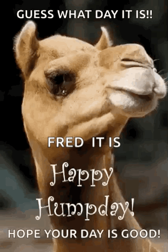A Picture Of A Camel With The Words Guess What Day It Is Fred It Is Happy Humpday Hope Your Day Is Good . GIF