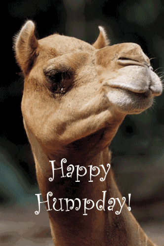 A Picture Of A Camel With The Words Happy Humpday GIF