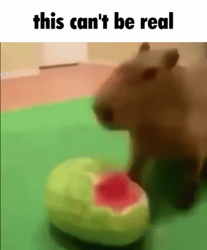 A Picture Of A Capybara Eating A Watermelon With A Caption That Says This Can 'T Be Real . GIF