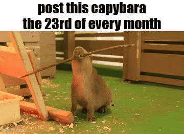 A Picture Of A Capybara Holding A Stick In Its Mouth GIF