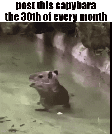 A Picture Of A Capybara Swimming In The Water With The Caption Post This Capybara The 30Th Of Every Month . GIF