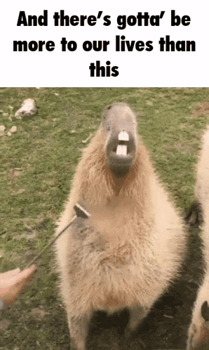 A Picture Of A Capybara With The Caption And There 'S Gotta Be More To Our Lives Than This GIF