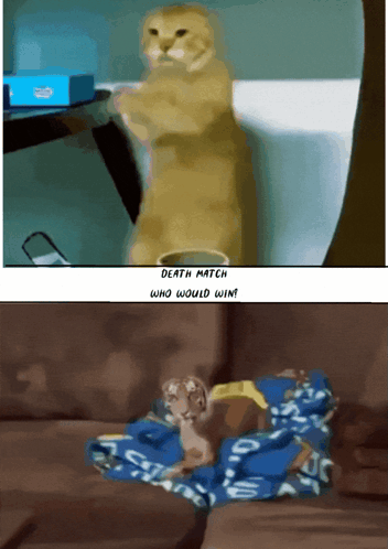 A Picture Of A Cat And A Picture Of A Cat On A Couch GIF