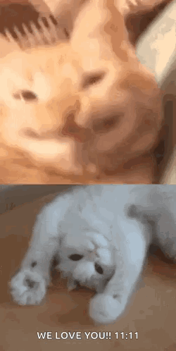 A Picture Of A Cat And A Picture Of A Dog With The Words `` We Love You !!! '' GIF
