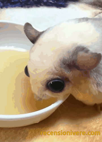 A Picture Of A Cat Drinking From A Bowl With The Website Reviewsonivere.com On The Bottom Right GIF