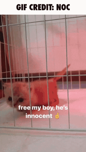 A Picture Of A Cat In A Cage With The Caption Free My Boy He 'S Innocent GIF