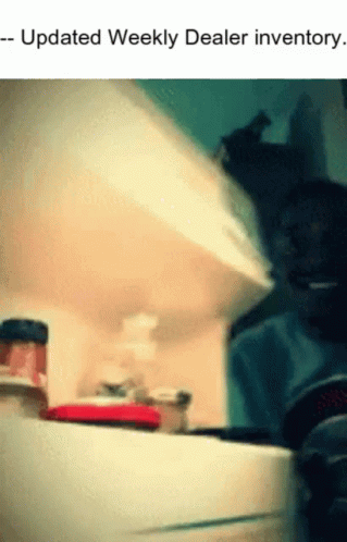 A Picture Of A Cat In A Refrigerator With The Words Updated Weekly Dealer Inventory Below It GIF