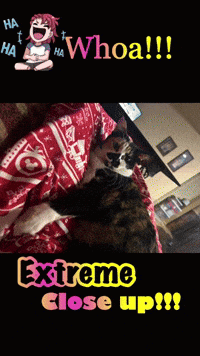 a picture of a cat laying on a bed with the words extreme close up on the bottom