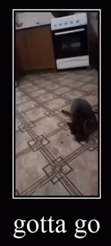 A Picture Of A Cat Laying On A Tiled Floor With The Words Gotta Go Below It GIF