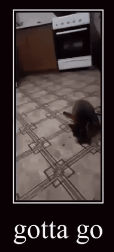 A Picture Of A Cat Laying On A Tiled Floor With The Words Gotta Go On The Bottom GIF