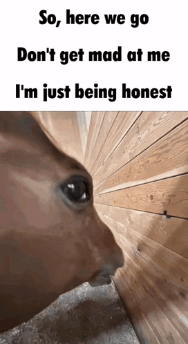 a picture of a cat looking through a hole in a wooden wall with the caption so here we go