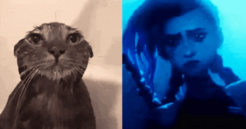 A Picture Of A Cat Next To A Picture Of A Person Swimming GIF