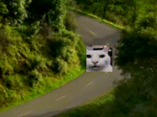 A Picture Of A Cat On A Road With Trees On The Side GIF