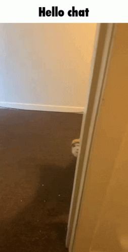 A Picture Of A Cat Peeking Out Of A Door With The Words Hello Chat Below It GIF
