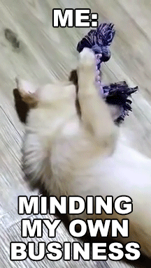 A Picture Of A Cat Playing With A Rope With The Caption " Me Minding My Own Business " GIF